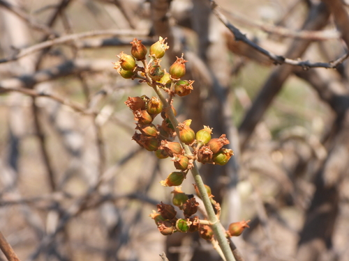 Kalanchoe orgyalis, photograph 3