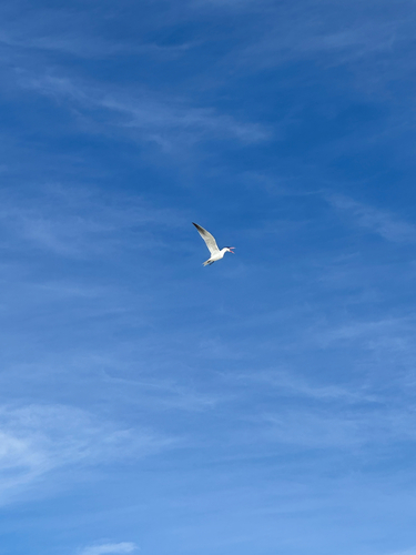 Caspian Tern