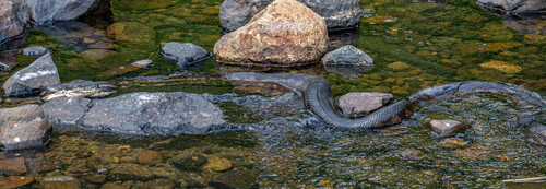 Coastal Carpet Python sighting