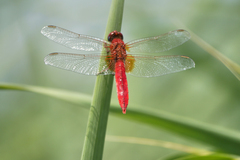 Crocothemis erythraea