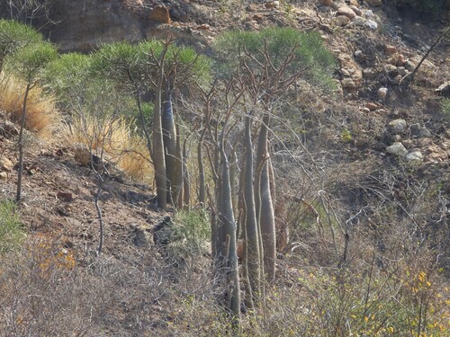 Pachypodium lamerei