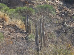 Pachypodium lamerei