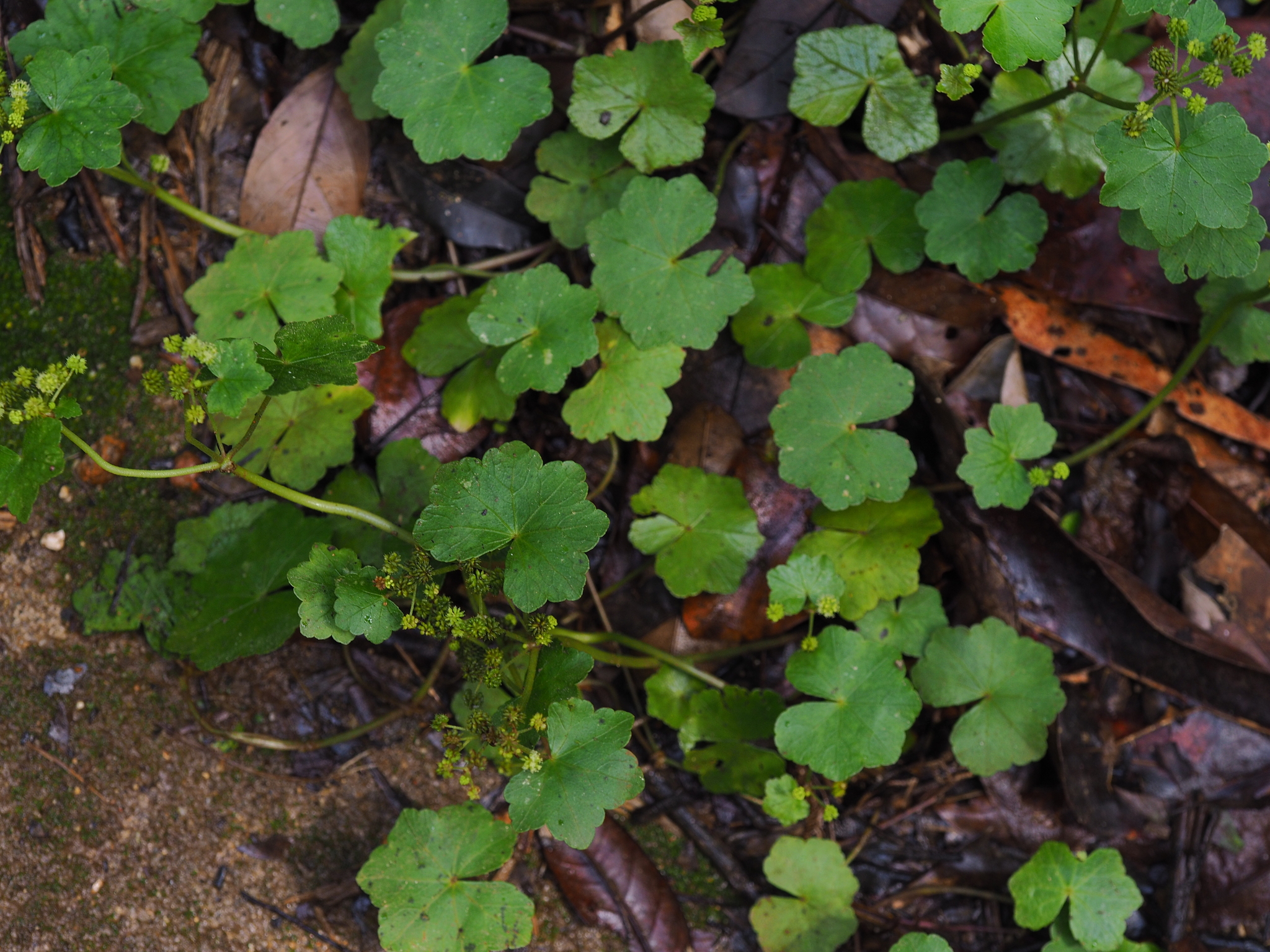 Hydrocotyle nepalensis (Hydrocotyle nepalensis)