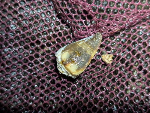 Conus rattus observed 2025-10-16