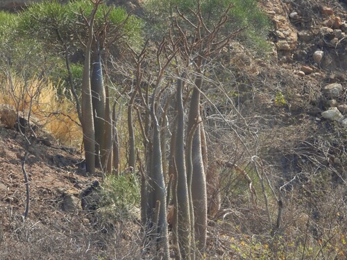 Pachypodium lamerei