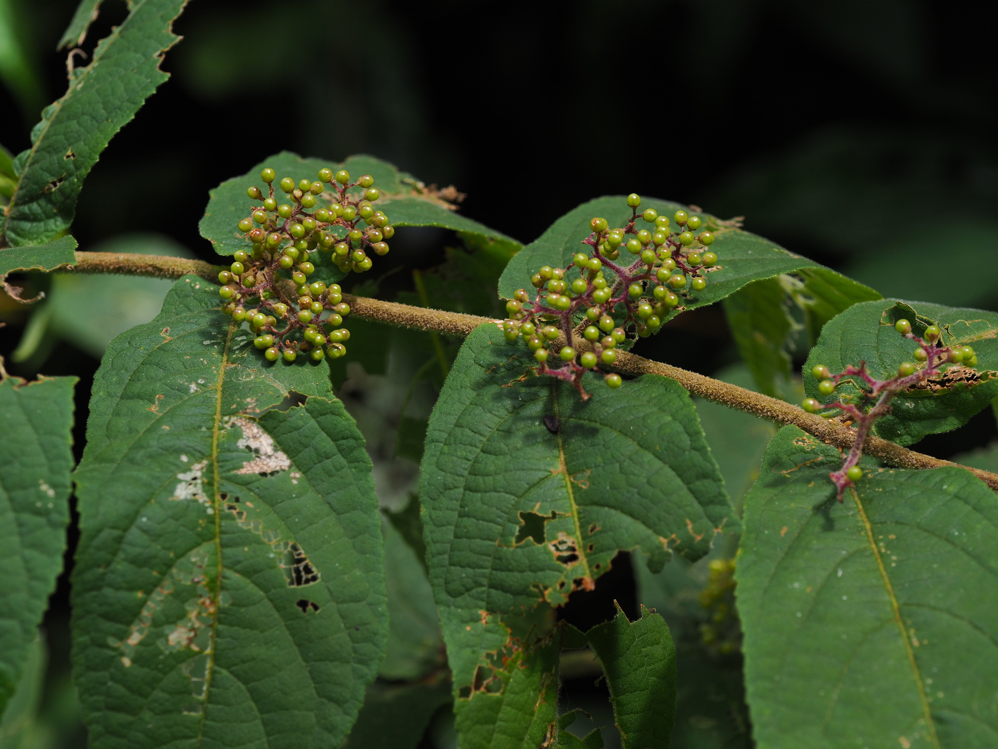 Callicarpa rubella (Callicarpa rubella)
