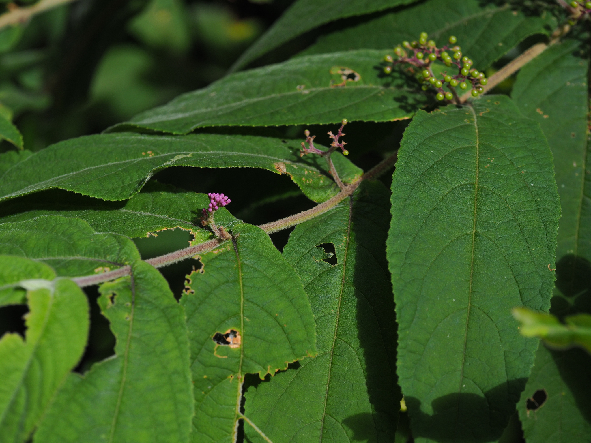 Callicarpa rubella — ảnh 2