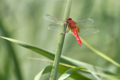 Crocothemis erythraea