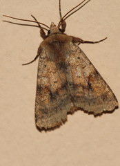 Diarsia mendica