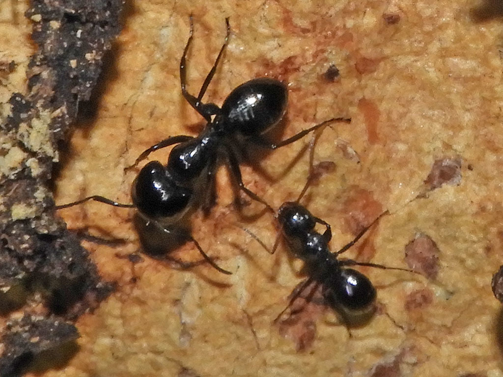 Camponotus bayeri
