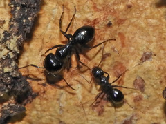 Camponotus bayeri