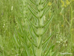 Echium boissieri