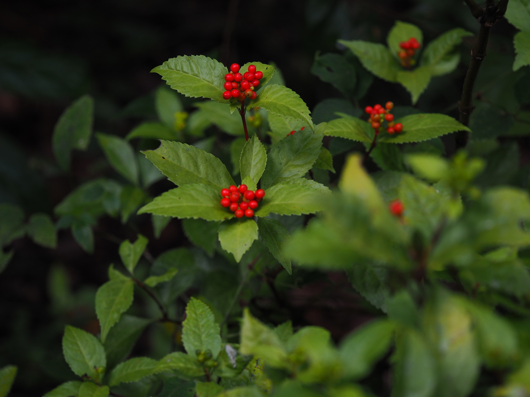 Sarcandra glabra — ảnh 3