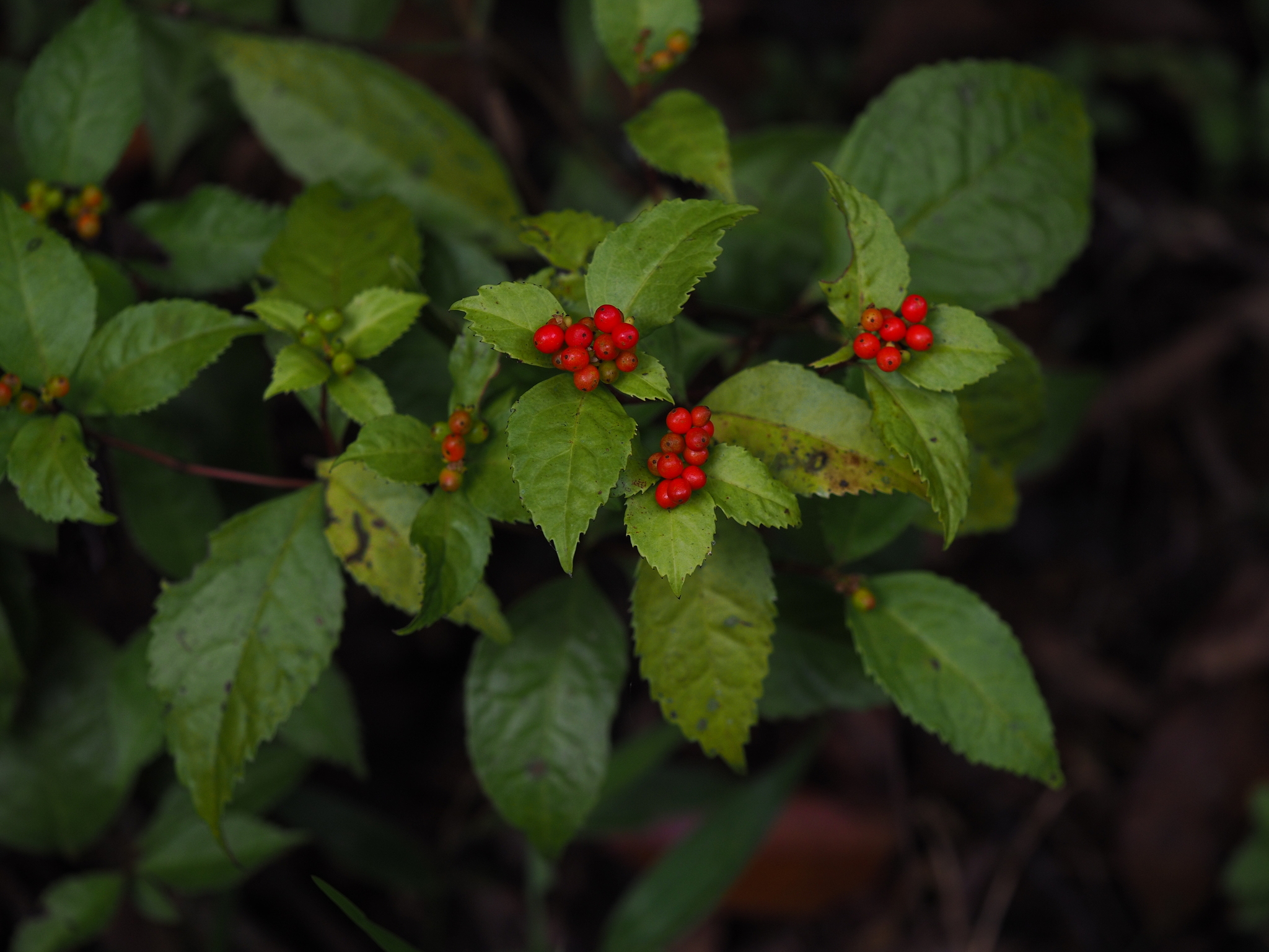 Sarcandra glabra — ảnh 2