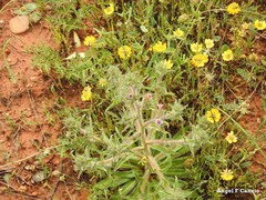 Hippocrepis scabra