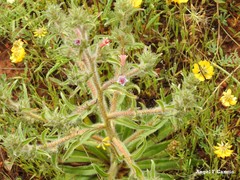 Echium boissieri