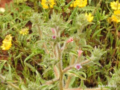 Echium boissieri