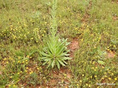 Echium boissieri