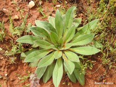 Echium boissieri