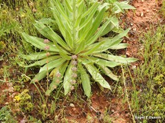 Echium boissieri