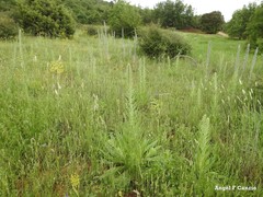 Echium boissieri