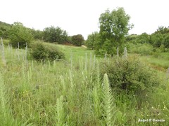 Echium boissieri