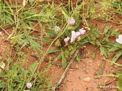 Convolvulus lineatus