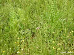 Dactylis glomerata hispanica