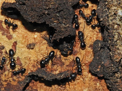 Camponotus bayeri