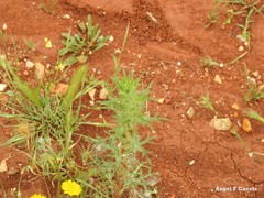 Hordeum murinum leporinum