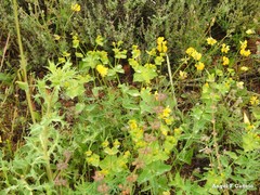 Euphorbia serrata