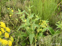Phlomis herba-venti