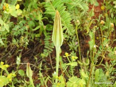 Tragopogon porrifolius