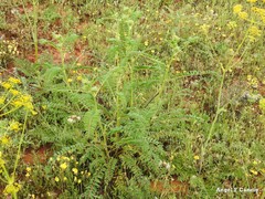 Astragalus alopecuroides