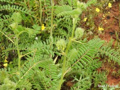 Astragalus alopecuroides