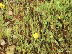 Brachypodium distachyon