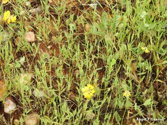 Brachypodium distachyon