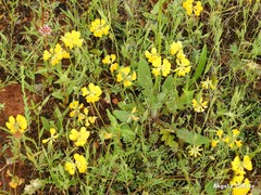 Hippocrepis scabra