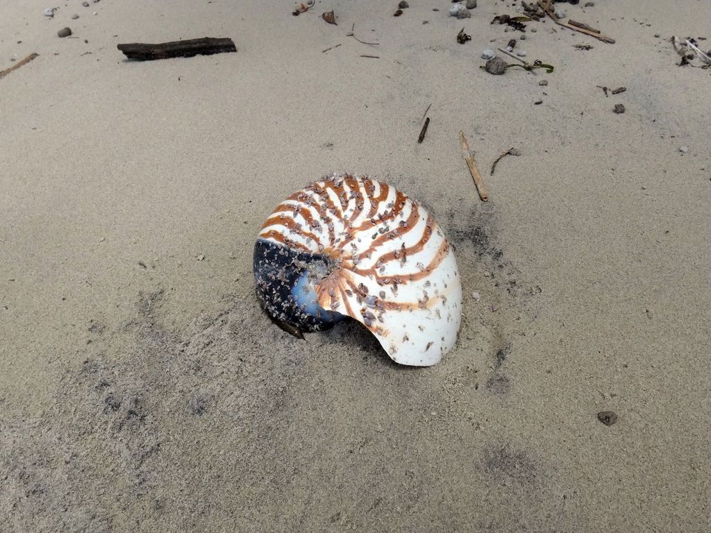 Chambered Nautilus