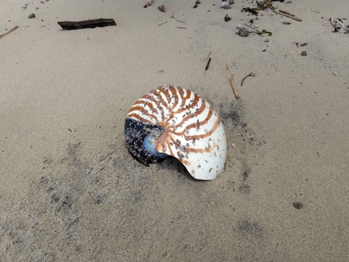 Chambered Nautilus