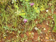 Crupina crupinastrum