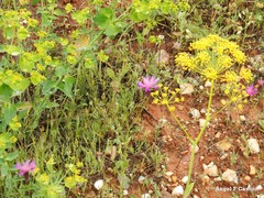 Crupina crupinastrum