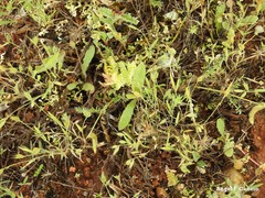 Brachypodium distachyon