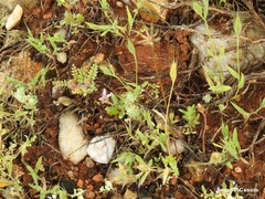 Brachypodium distachyon