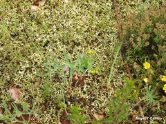 Euphorbia serrata