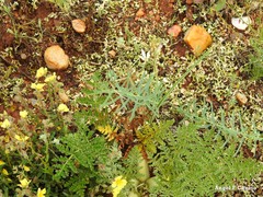 Euphorbia serrata