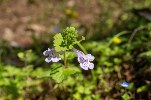 Ground ivy (Glechoma longituba)