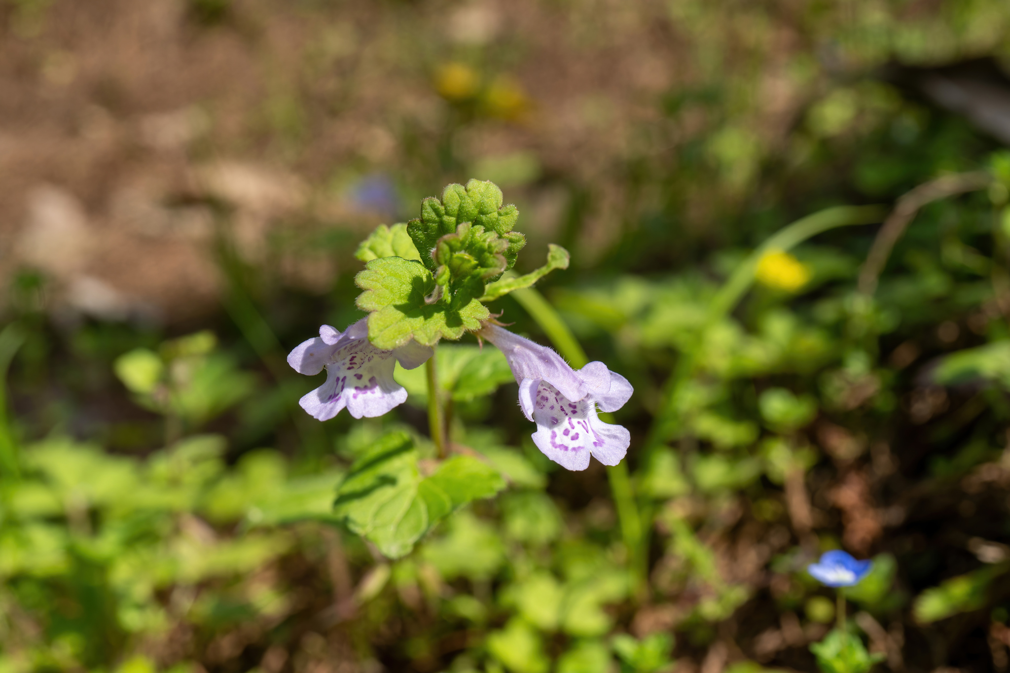 Ground Ivy (Glechoma longituba)