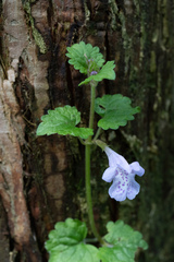 Glechoma longituba, photograph (c) Jiao Sun (孙娇), some rights reserved (CC BY)