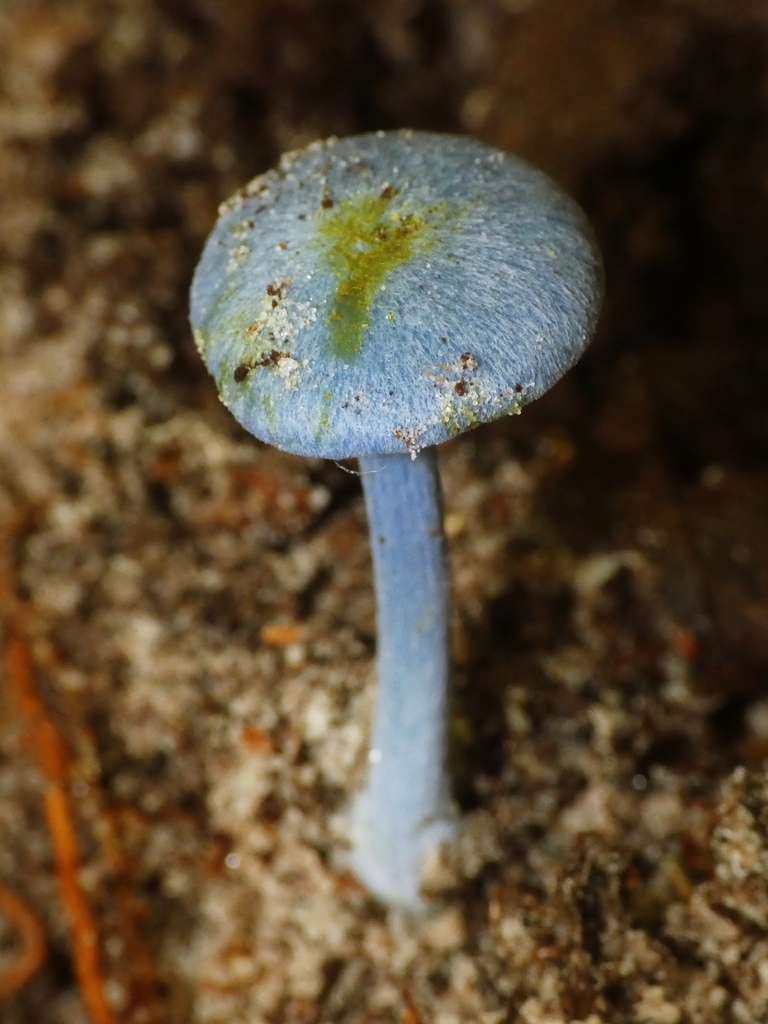 Entoloma virescens · October 2025 · photo: © squiresk (iNaturalist, cc-by)
